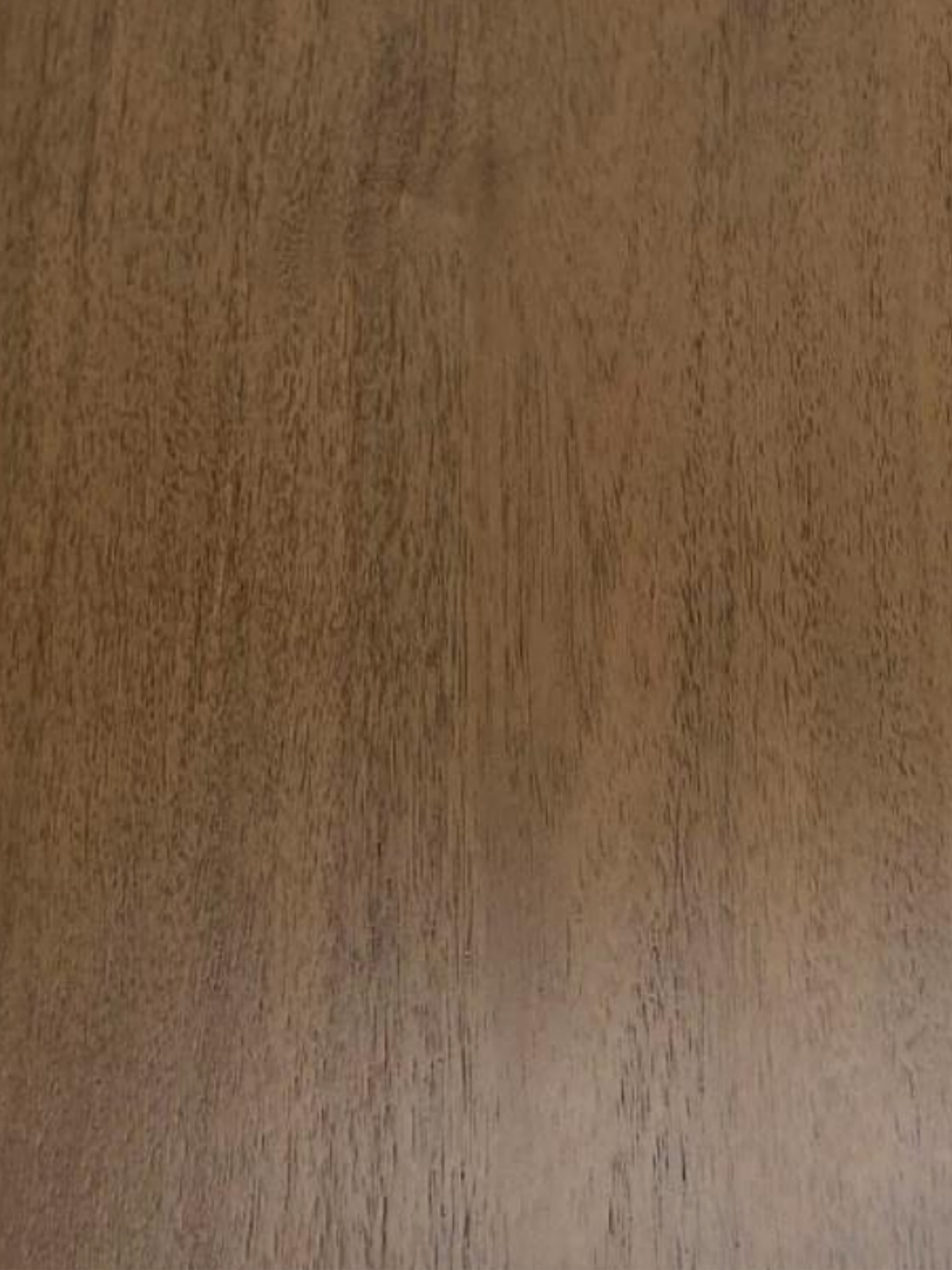 Fawn Acacia